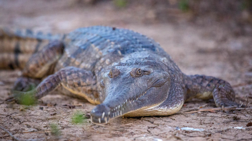 Krokodil Corroboree Billabong - Der Stuart Highway