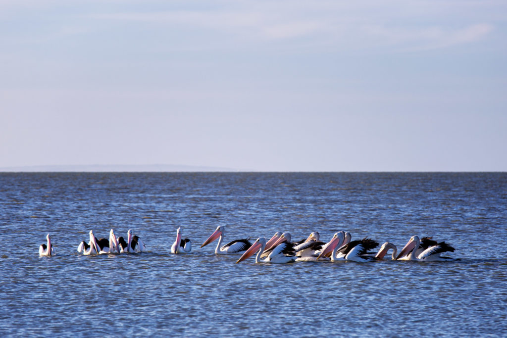 Murray River - Lake Alexandrina, Australien - Pelican