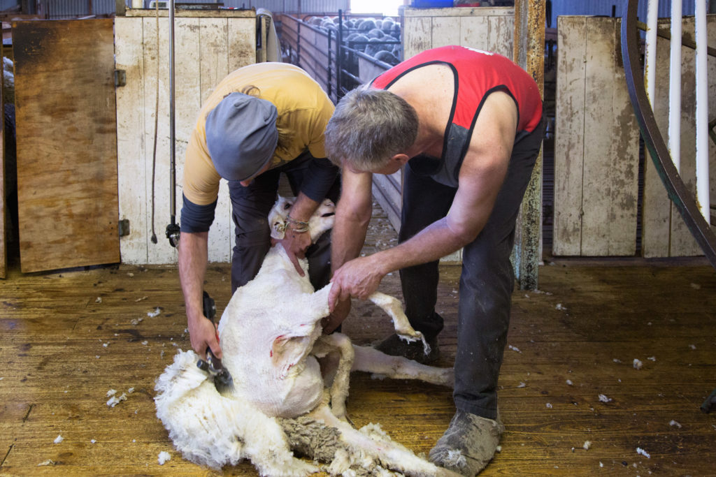 Schafe scheren in Australien - Runter mit der Wolle