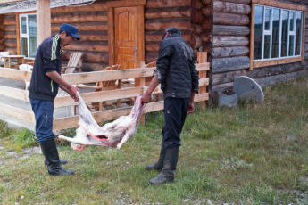 Die mongolische Küche, ein Schaf wird geschlachtet, Mongolei