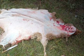 Die mongolische Küche, ein Schaf wird geschlachtet, Mongolei