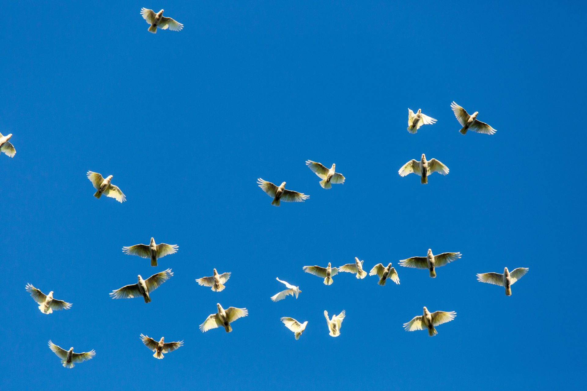 Murray River Natürliche Grenze, wilde Natur und Weine