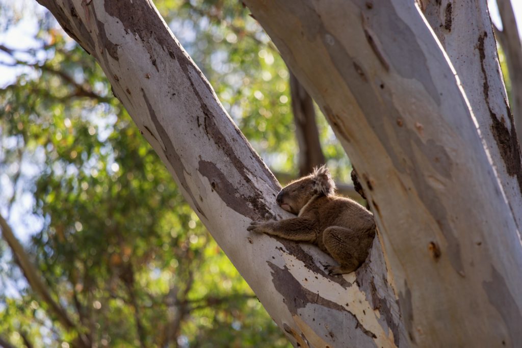 Murray River - Koala
