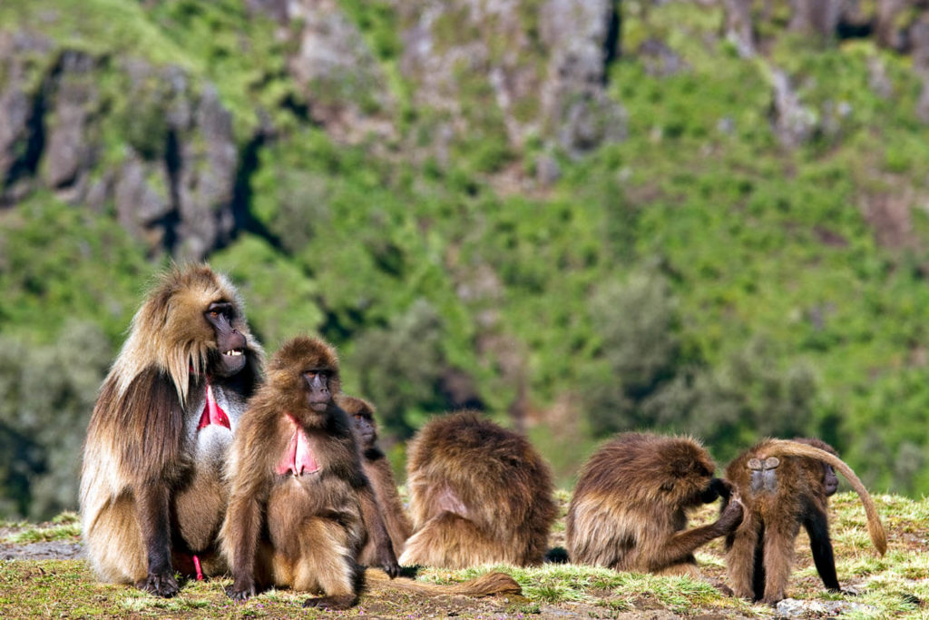 Dscheladas (Blutbrustpaviane) im Simien Mountains Nationalpark - Äthiopien Reisebericht in Bildern