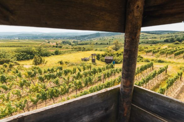 Camping beim Winzer im Straßertal - Unsere ersten Erfahrungen mit Bauernleben in Österreich