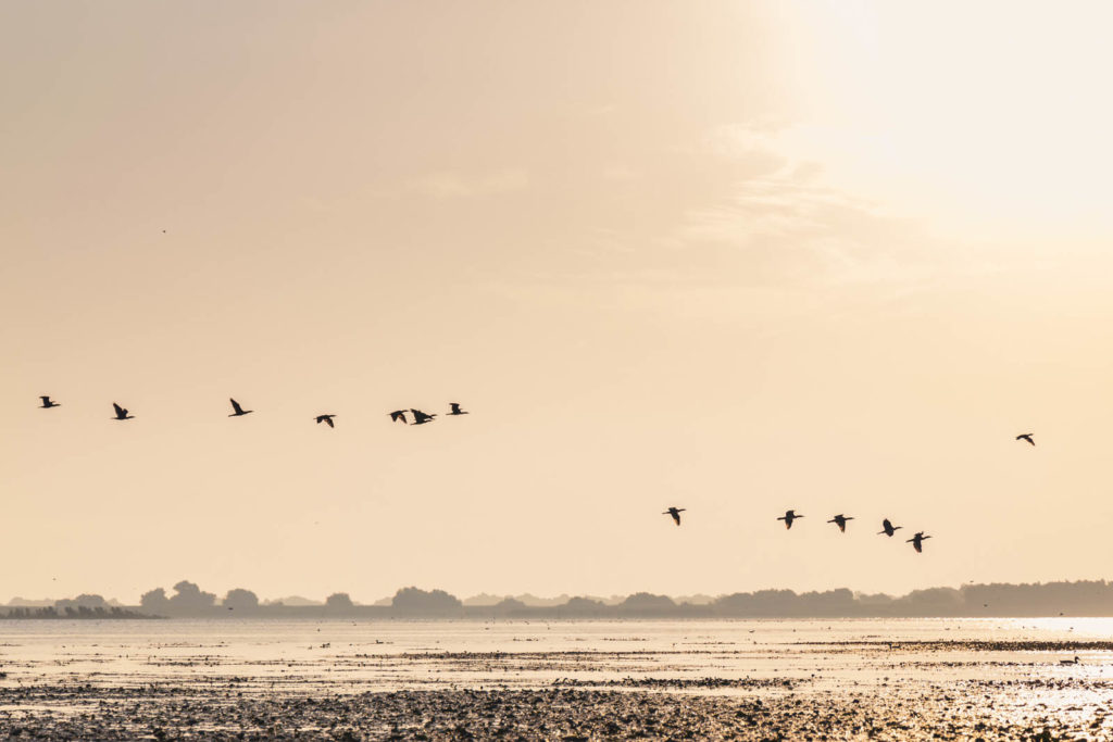 Zugvögel zum Sonnenaufgang im Donaudelta - Rumänien Roadtrip mit dem Wohnmobil