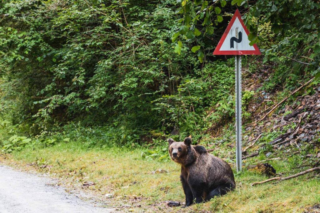 Bären auf der Transfăgărășan Hochstraße - Rumänien Roadtrip mit dem Wohnmobil