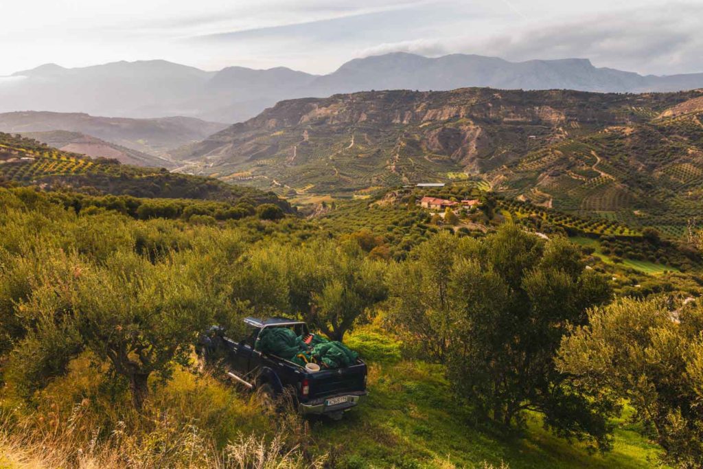 4WD Pickup im Olivenfeld bei der Olivenernte auf Kreta
