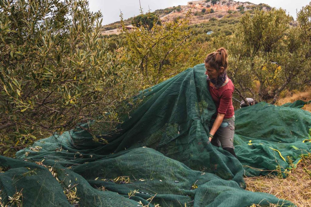 Netze auslegen unter den Olivenbäumen bei der Olivenernte auf Kreta
