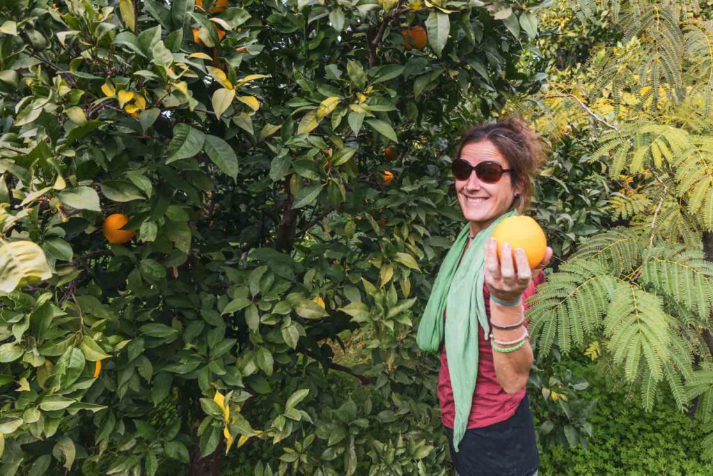 Orangenernte beim Workaway auf Kreta