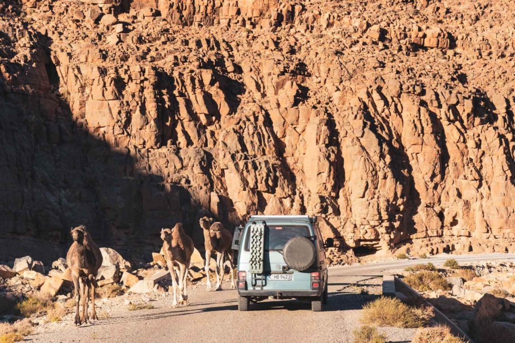 Autofahren in Marokko - Kamele auf der Straße