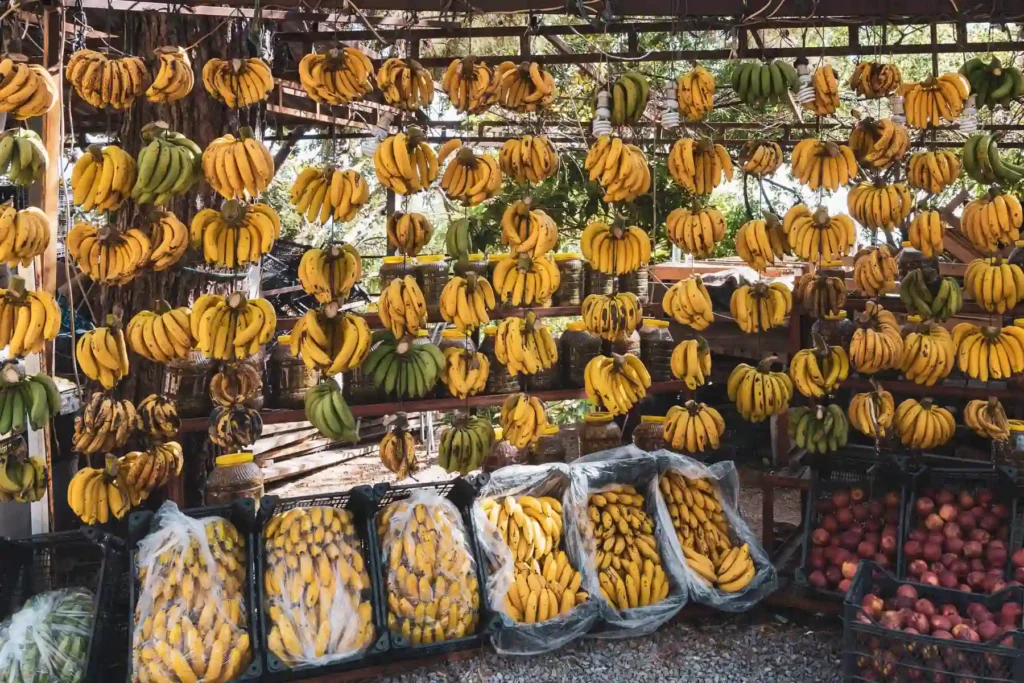 Frisches Obst auf den Märkten in Tunesien